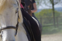 LES CHEVAUX DU LAC