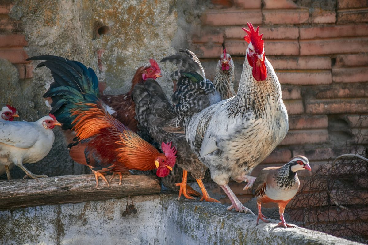 Influenza aviaire – Communiqué de presse