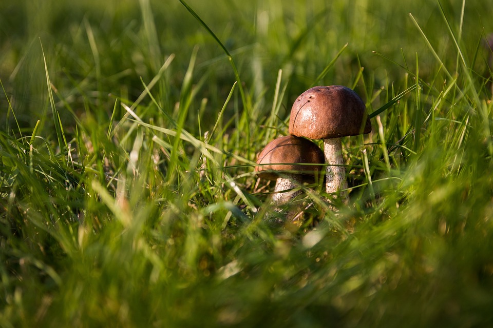 Reconnaissance des champignons