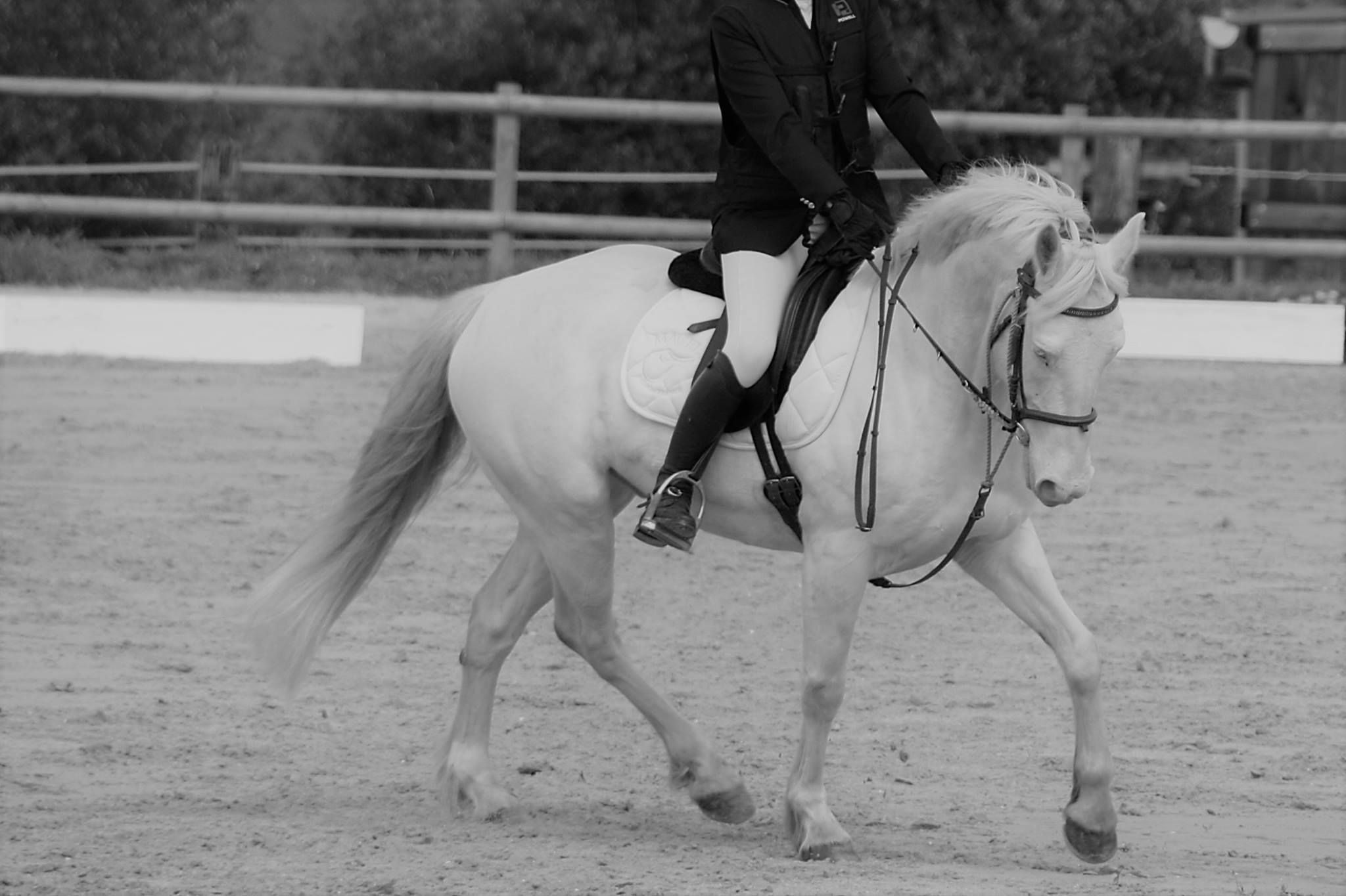 Concours dressage - Association les chevaux du lac