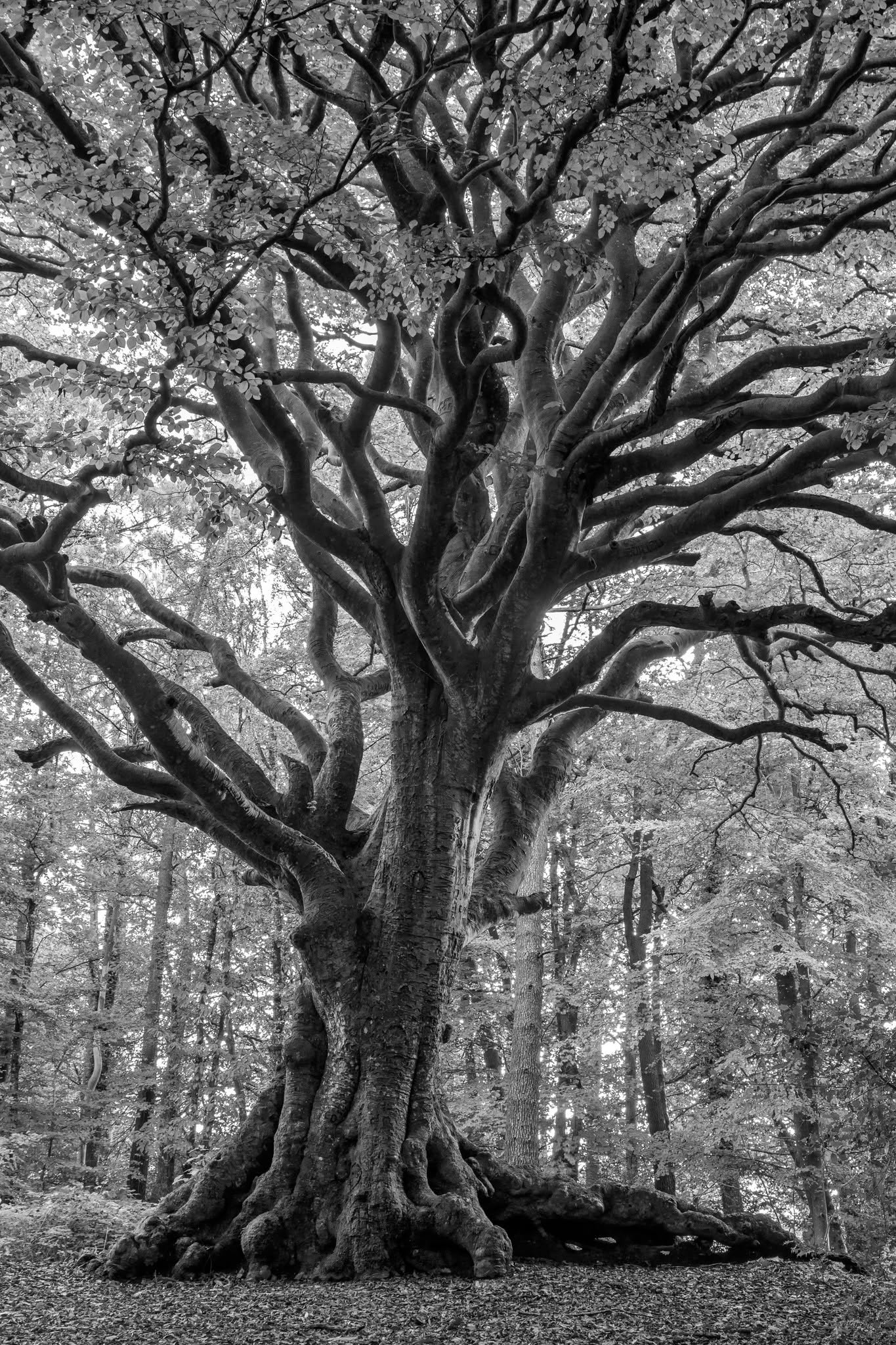📷 Exposition "Arbres en gwenn ha du"